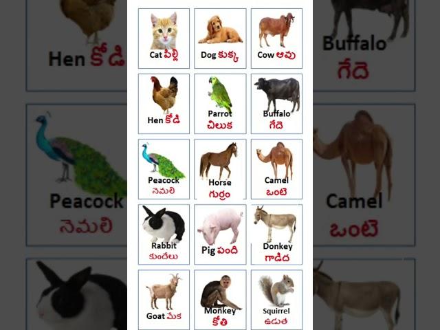 Pets & domestic animals name in English & Telugu/పపెంపుడు జంతువులు మరియు పెంపుడు జంతువుల పేర్లు