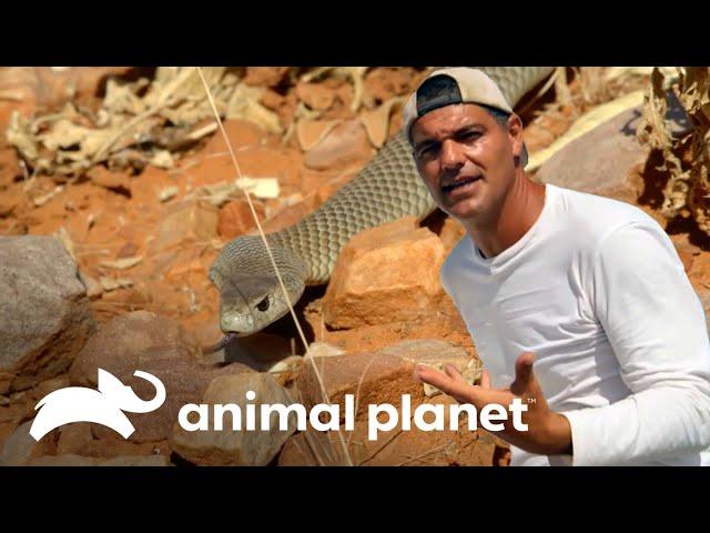 Frank se enfrenta a feroces serpirentes | Wild Frank en México | Animal Planet