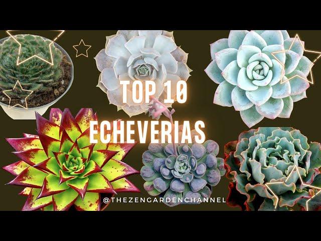 10 Most popular echeverias  | Top 10  | Succulents