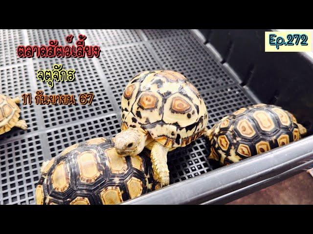 Chatuchak Pet Market 11 September 2024 (Ep.272)