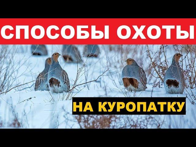  ЭФФЕКТИВНЫЕ СПОСОБЫ ОХОТЫ НА КУРОПАТКУ!