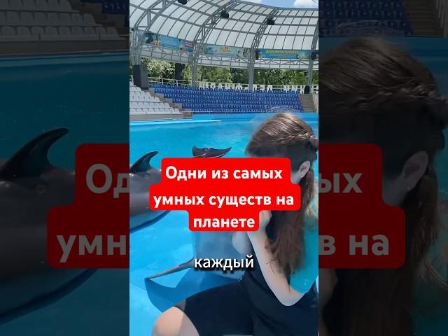  Удивительные факты о дельфинах 