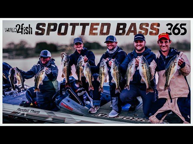 Brandon Cobb's Seasonal Guide to Spotted Bass Fishing