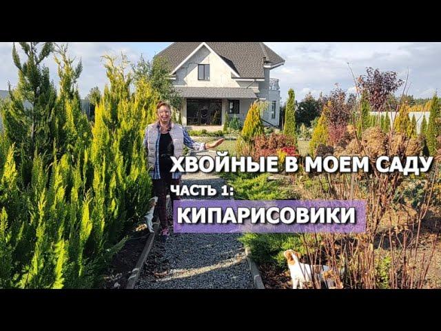 ХВОЙНЫЕ В МОЕМ САДУ. Часть 1: КИПАРИСОВИКИ