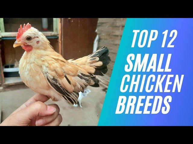 Top 12 Small Chicken Breed For Pets or Eggs