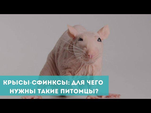 Крысы-сфинксы: для чего заводить такого питомца?