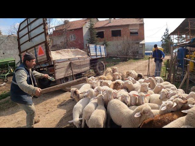 KUZULARI AYIRDIK - YENİ YER YAPTIK - KOCAMAN OLDULAR ( koyun kuzu videoları koyunculuk kuzu sesleri