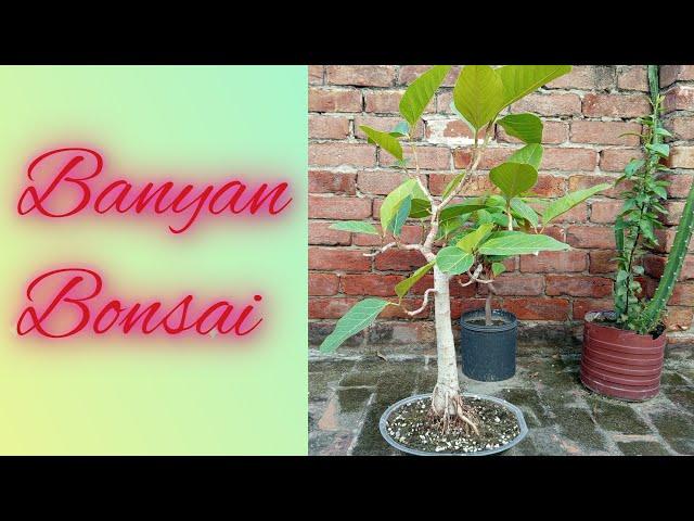 Repotting a large Banyan bonsai tree. #banyanbonsai