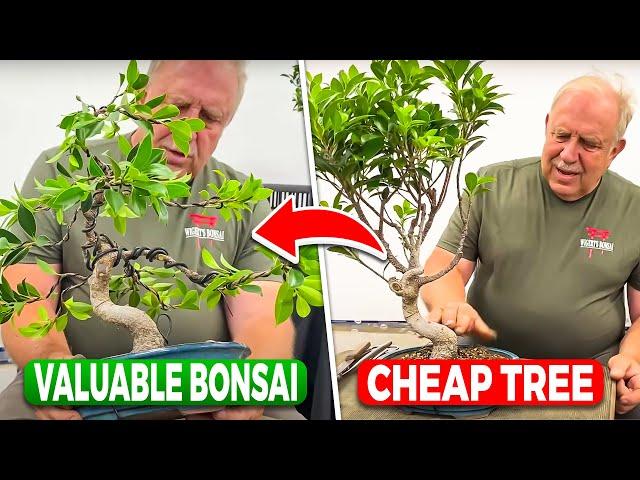 How to increase the value of your Ficus bonsai