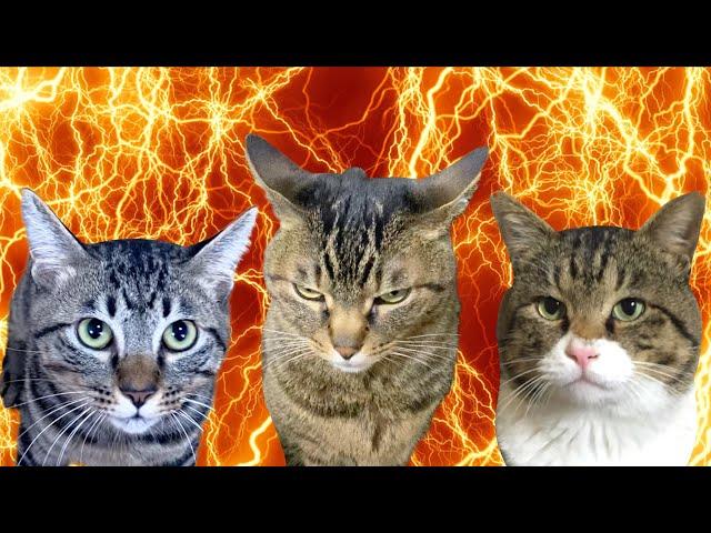 ”Songs of Three Cats Attacking Their Owners” Official Music Video