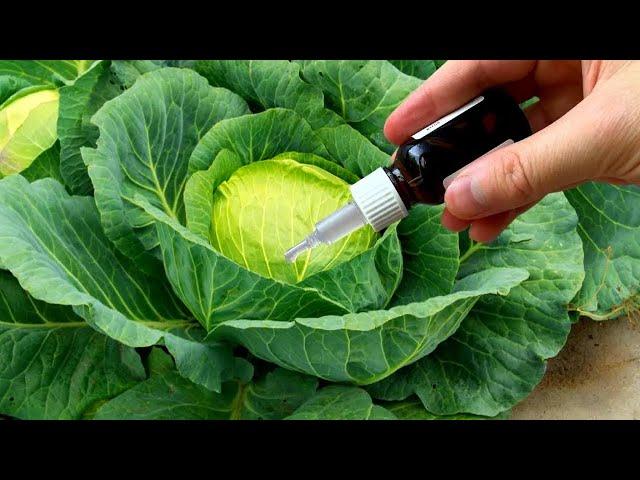 SUPER TOOL FOR CABBAGE! DO THIS MUCH ON THE CABBAGE WILL NEVER BE! +10 Recipes