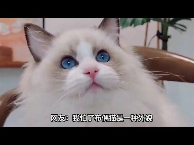 为什么越来越少人养“布偶猫”？网友：我怕了