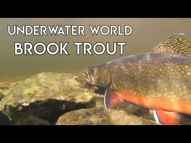 Incredible UW World of Brook Trout