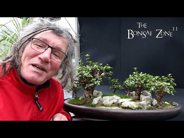 Pruning My Portulacaria afra Forest, The Bonsai Zone, Nov 2024