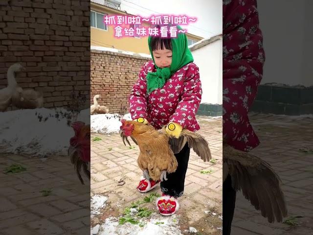 #人类幼崽春节打卡计划 米姐和幄幄第一次回老家过年，米姐那可真是太兴奋了，#农村生活  #晒出你的玩偶搭子 ，米姐今冬的玩偶搭子就是这几只鸡！#河南dou知道   #放手过好年