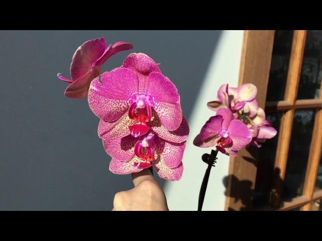 Free Phalaenopsis Orchid Problems
