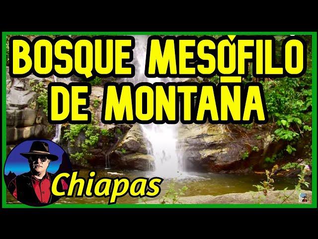 Bosque Mesófilo de Montaña, Chiapas