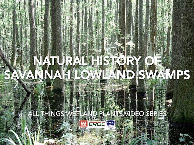 Natural History of Savannah Lowland Swamps