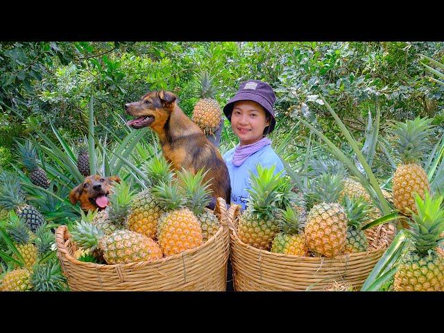 Harvest ripe pineapples  to sell at the market and buy more chicks to raise.