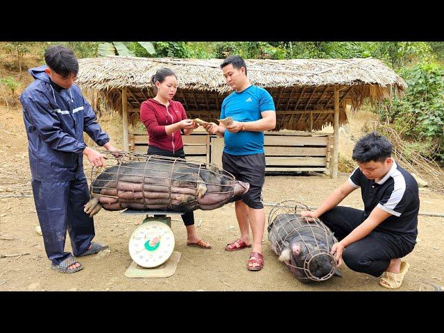 Pigs Raised for 2 Years Sold for 12 Million - Harvesting Cucumbers Bringing Go to the Market to Sell