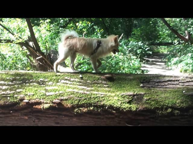 Biscuit does the Lion King walk