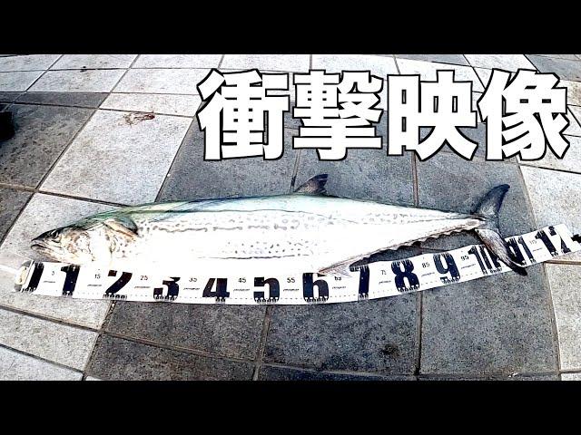 前人未到の115cmが釣れたのには人に言えないこんな裏がありました