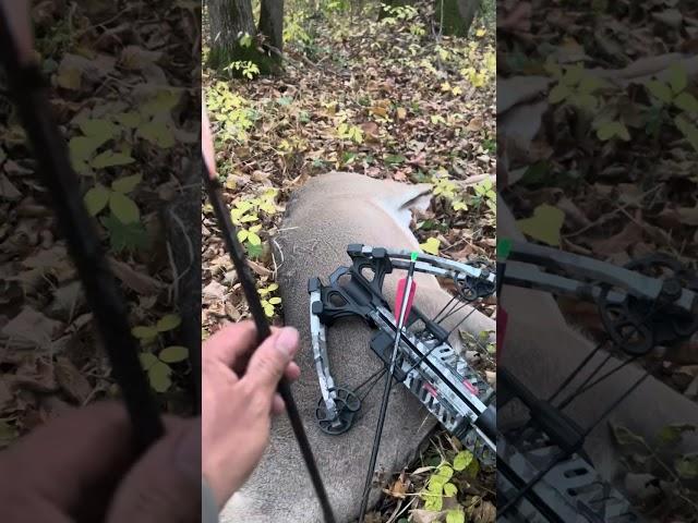 First Archery deer season