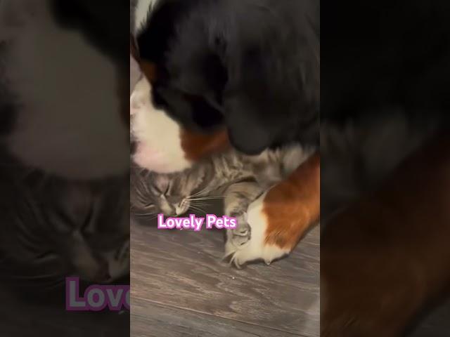 #pets