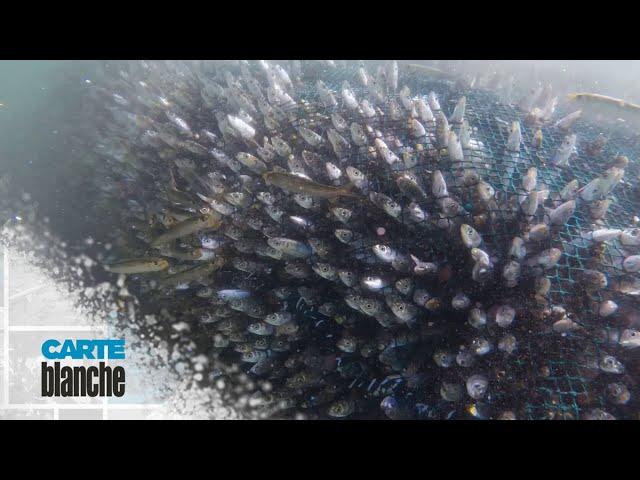 Coming up on 22 June - Sardine run | Carte Blanche | M-Net