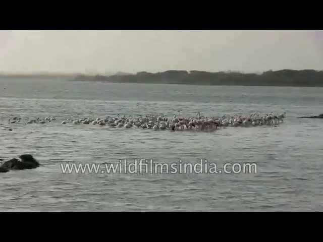 Flamingos tip over in deep water, paddling with rear legs