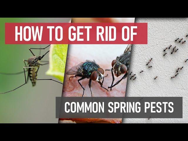 How to Get Rid of Common Springtime Pests [DIY Pest Control]
