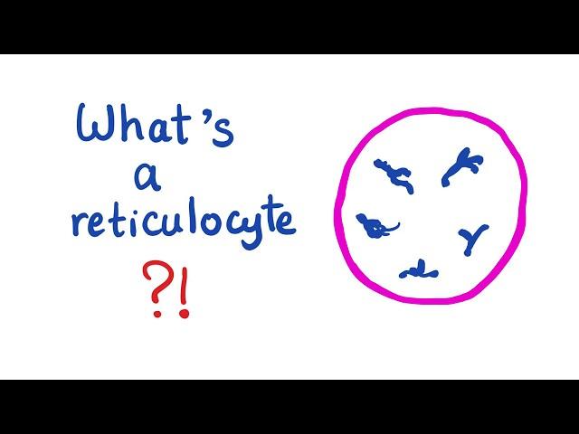 Reticulocytes