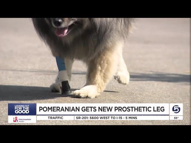 Utah Pomeranian receives ground-breaking surgery and prosthetic leg