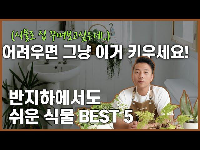 해 안 들어오는 집 필수시청! 그늘식물 추천 BEST 5