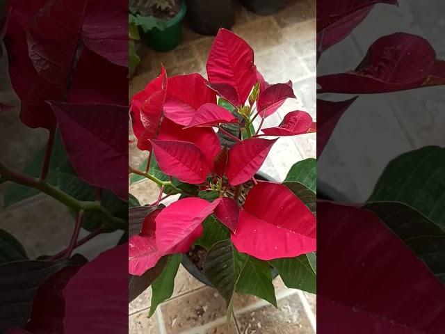 Poinsettia#Gardening with Geet kumar English/Hindi