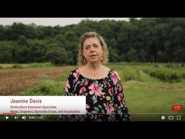 Jeanine Davis, Horticulture Extension Specialist (Herbs, Organics, Specialty Crops and Vegetables)