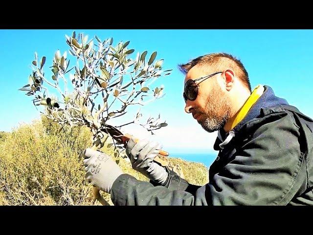 From Nursery Plant To Bonsai: The Olive Tree (pruning & repotting)