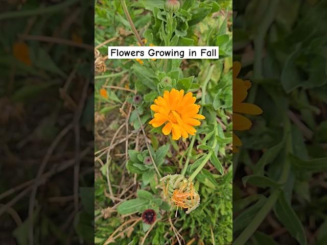 Flowers That Grow In Fall #fallflowers #stillgrowing #flowergarden #calendula #daisy #growinginfall