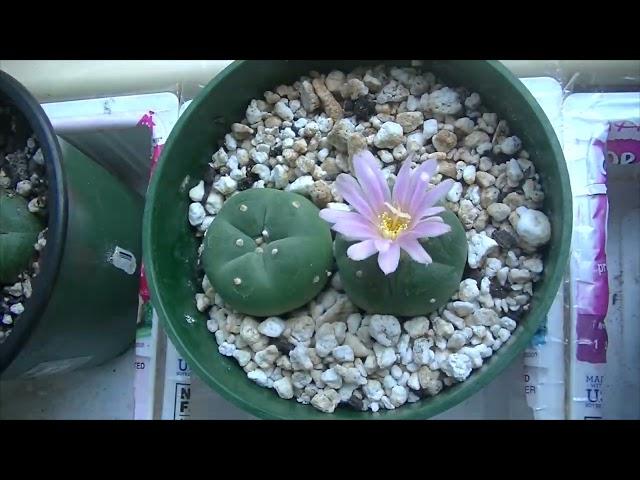 Lophophora Williamsii var. Decipiens Flower Time Lapse