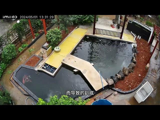 蛋蛋的锦鲤日志：鱼产卵后的操作；疑似交叉感染的处理方法。