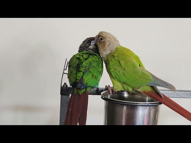 Mitthu Meeting Rio very first time #mitthu #trending #viral #android #asmr #conure #riotgames #rio