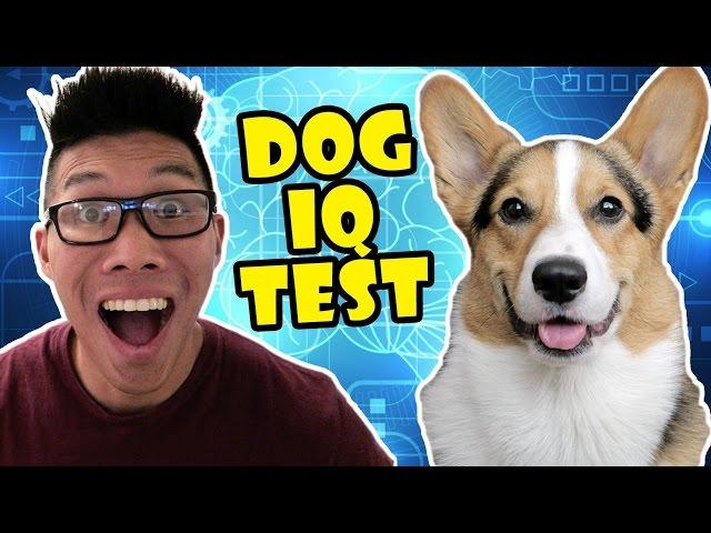 BEST CORGI IQ TEST || DOG PERSONALITY & INTELLIGENCE - Life After College: Ep. 515