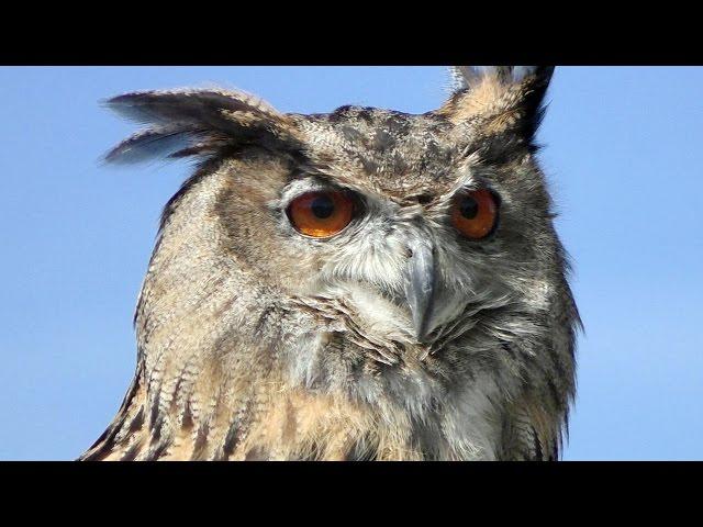 European Eagle Owl Slow Motion Flying Display and Close Up - Birds of Prey