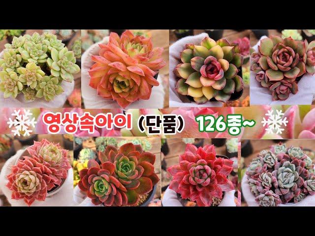 12월25일️️영상속아이로찜하시는~단품126종#다육판매#다육식물#Korean succulent plants #多肉植物 #특가다육#다육농장#겨울다육#연말