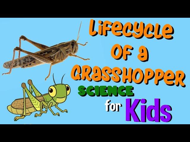 Lifecycle of a Grasshopper | Science for Kids