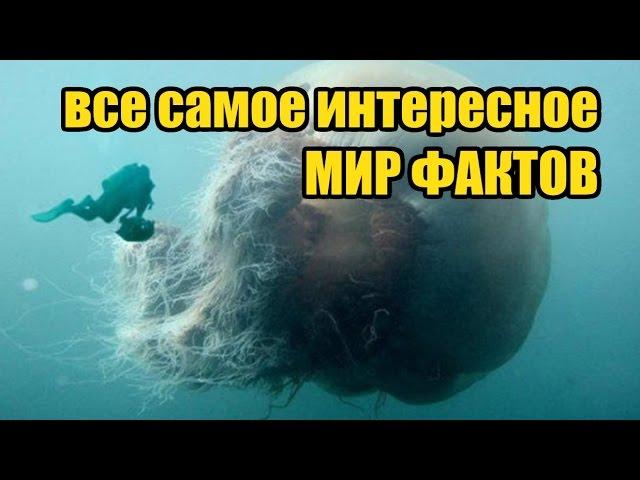 Все самое интересное в мире - мир фактов