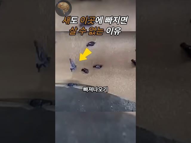 곡물저장소에서 빠지면 위험한 진짜 이유 #shorts