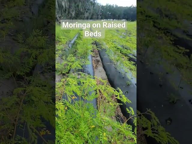 Moringa Growing on Raised Beds #moringa #moringatree #moringaleaves