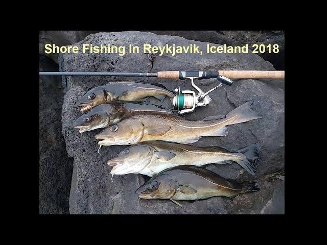 Reykjavik Shore Fishing For Cod 2018 | Iceland Cod Fishing With Lures