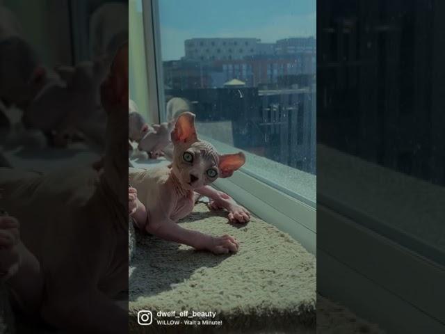 Sphynx Elf Blue Kitten 6 Weeks Old
